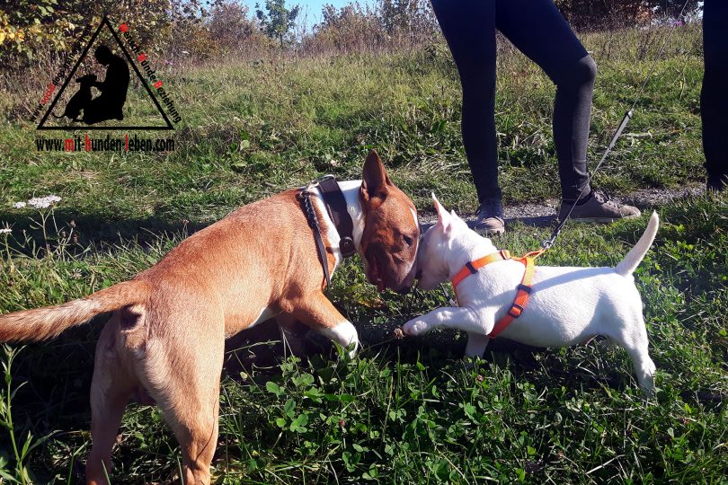 Miniatur Bullterrier Rüde steht Kopf an Kopf mit einem Miniatur Bullterrier Welpen