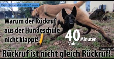 Rückruftraining mit Anpsruch