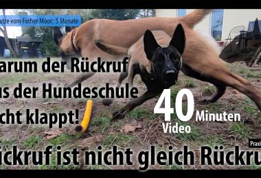 Rückruftraining mit Anpsruch