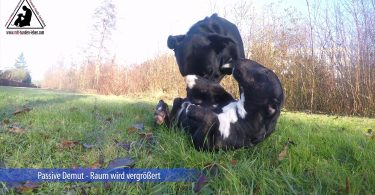 Miniatur Bullterrier - Passive Demut