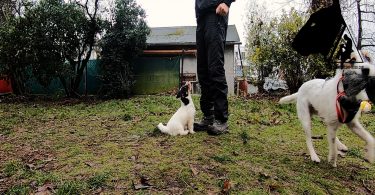 Jack Russell Terrier - Welpentraining