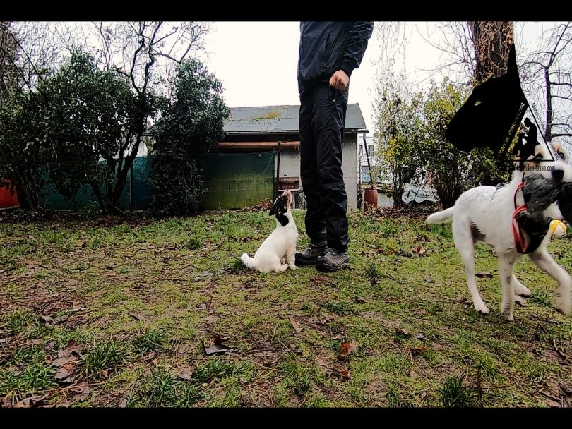 Jack Russell Terrier - Welpentraining