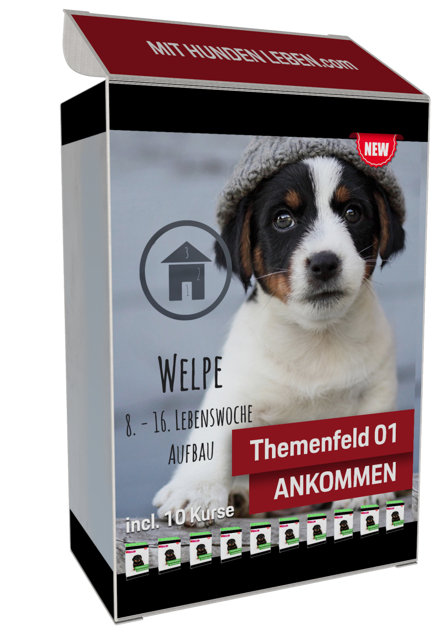 Welpen-Training - das Ankommen