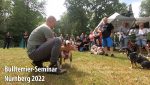 Bullterrier-Seminar 2022