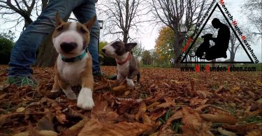 Welpentraining Miniatur Bullterrier