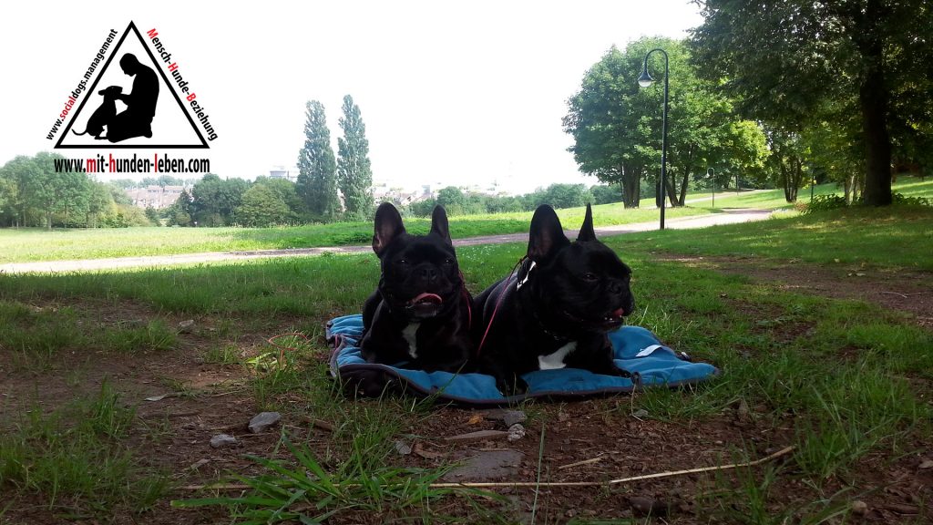 Zwei Bulldoggen liegen auf einer Decke und halten innere Ruhe
