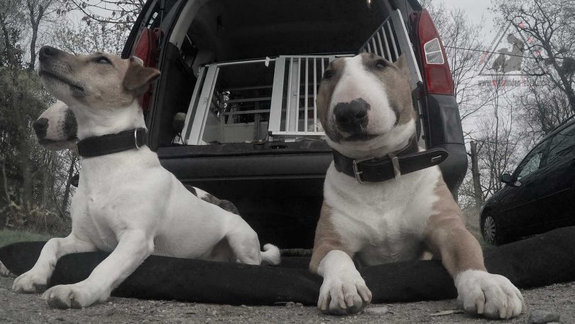 Deckenarbeit - Mit Hunden leben