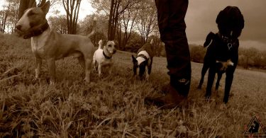 Team - Mit Hunden leben