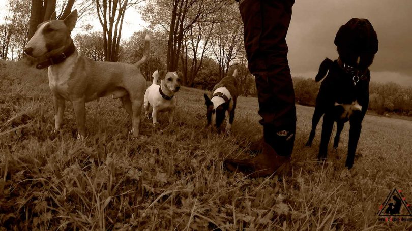 Team - Mit Hunden leben