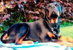 Rottweiler - Mit Hunden leben