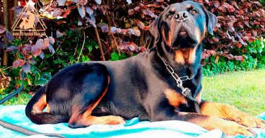 Rottweiler - Mit Hunden leben