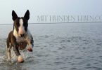 Miniatur Bullterrier rennt im Wasser auf mich zu. Dabei sieht es aus, als würde sie über das Wasser rennen.