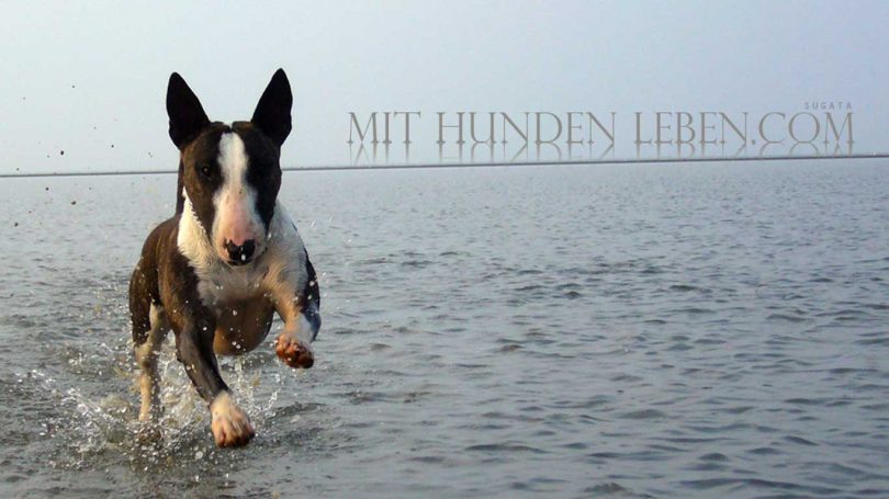 Miniatur Bullterrier rennt im Wasser auf mich zu. Dabei sieht es aus, als würde sie über das Wasser rennen.