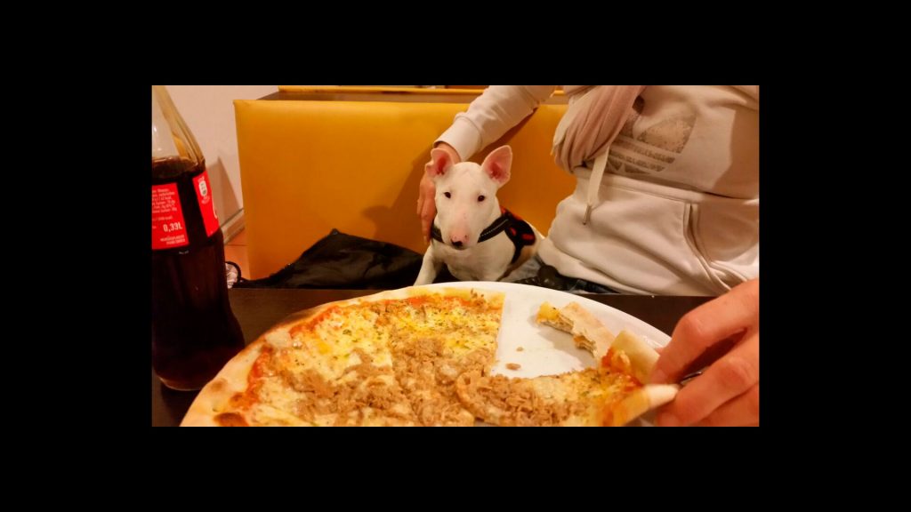 Miniaturbullterrierwelpe sitzt vor einer riesen Pizza