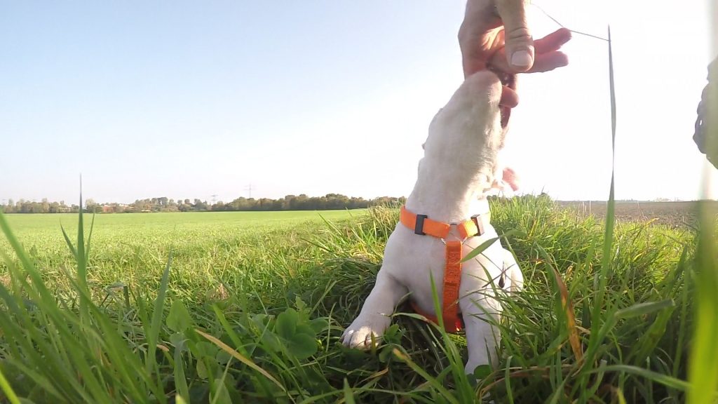 Miniatur Bullterrier beißt in den Finger