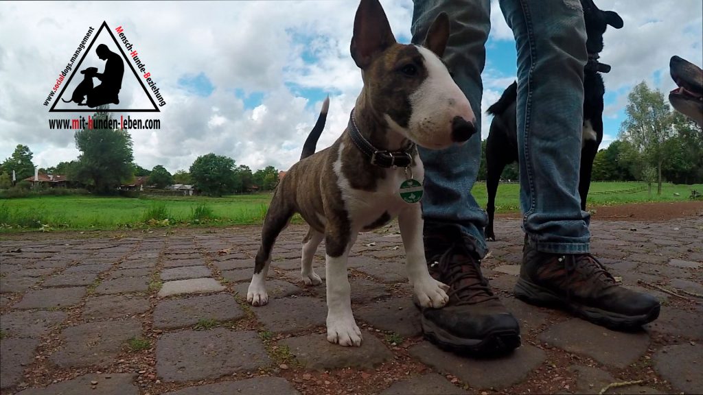 Miniatur Bullterrier Welpe blickt in Richtung Reiz und drängt sich dabei an mein Bein. 