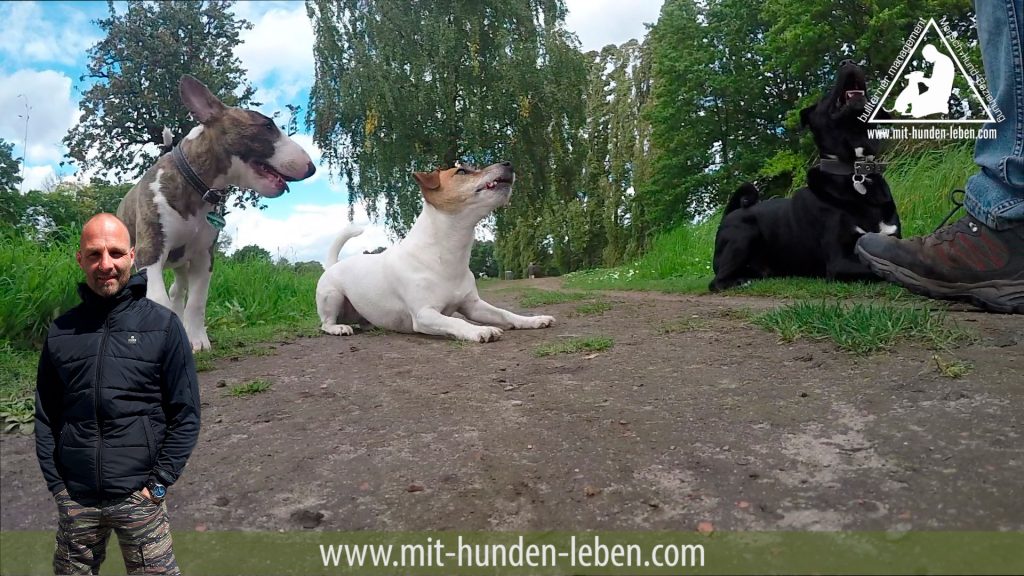 Bullterrier Welpe begleitet sozialen Verband