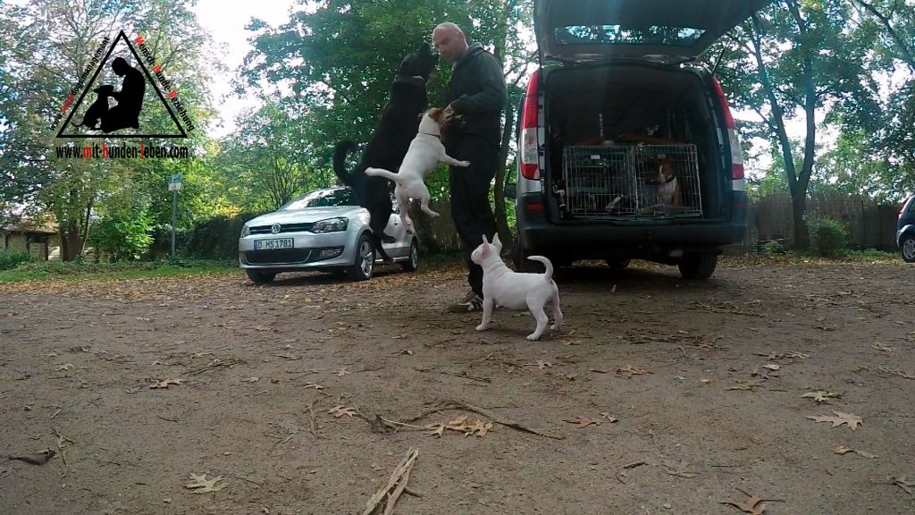 Zwei Hunde verbellen den Halter druckvoll, laut, während ein Minatur Bullterrier Welpe daneben steht, und beginnt die Reize zu verarbeiten. 