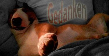 Gedanken - Mit Hunden leben