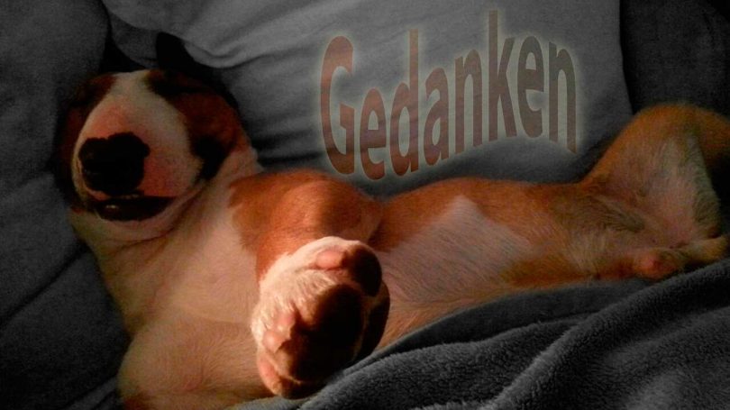 Gedanken - Mit Hunden leben