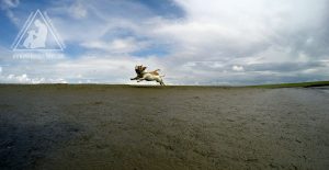 Bullterrier und Jack Russell im Flug