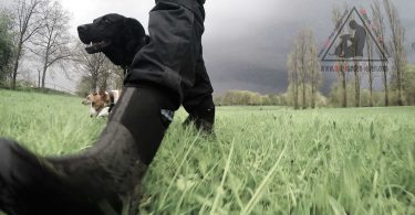Im Verband ziehen - mit-hunden-leben.com