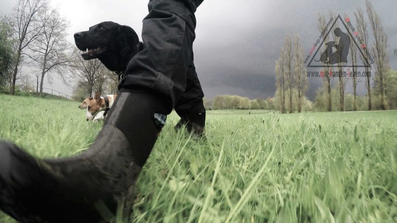 Im Verband ziehen - mit-hunden-leben.com