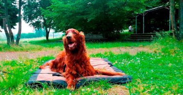 Setter - Mit Hunden leben