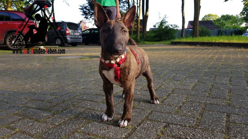 Miniatur Bullterrier Chabbi