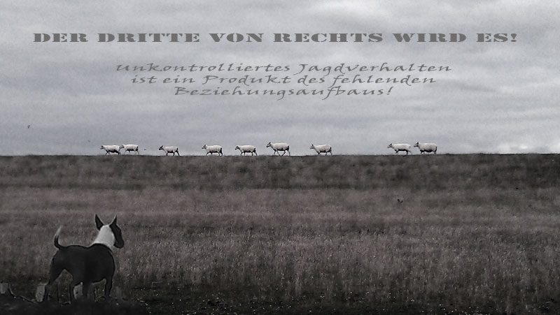 Antijagdtraining - Mit Hunden leben