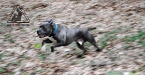 Pitbull im Lauf