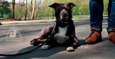 Pittbull - Mit Hunden leben