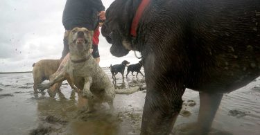 Jack Russell - Bulldogge - Mit Hunden leben