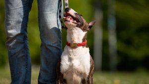Unterordnung - Mit Hunden leben