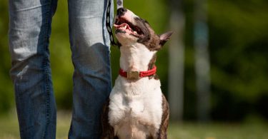 Unterordnung - Mit Hunden leben