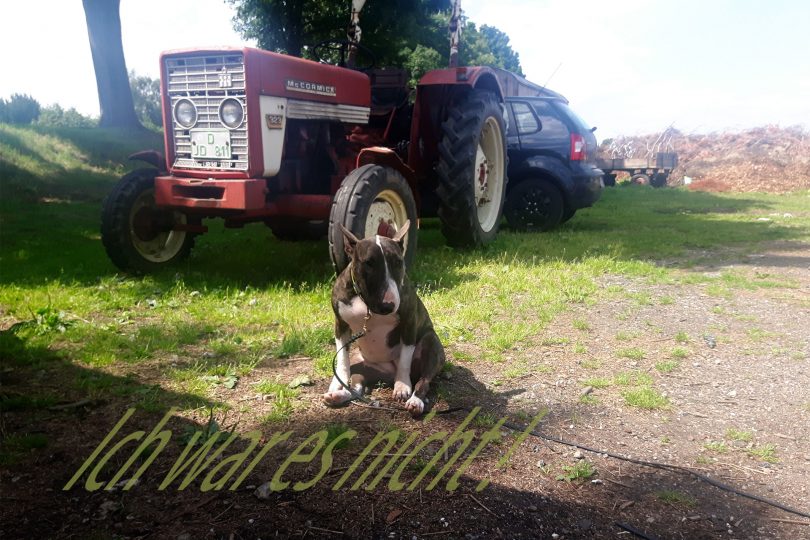 Miniatur Bullterrier - Strafe