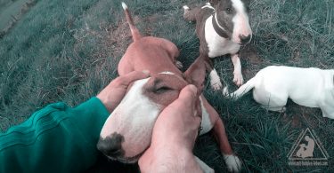 Miniatur Bullterrier Lob