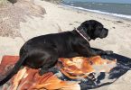 Staffordhire Terrier - am Strand