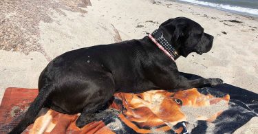 Staffordhire Terrier - am Strand