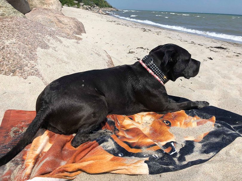 Staffordhire Terrier - am Strand
