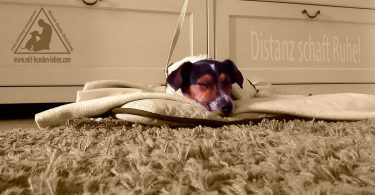 Jack - Russell - Terrier - Mit Hunde leben