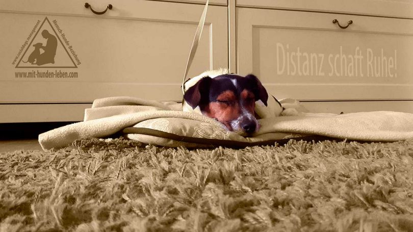 Jack - Russell - Terrier - Mit Hunde leben