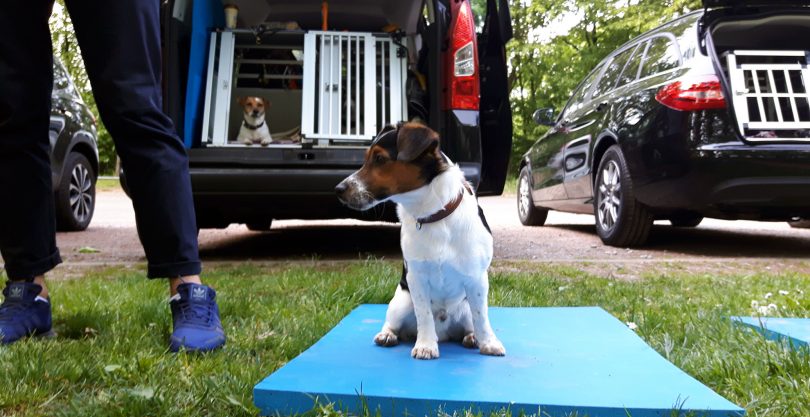 Bewegung-Disziplin-Zuneigung-Hundeschule-Duesseldorf-mit-hunden-leben.com