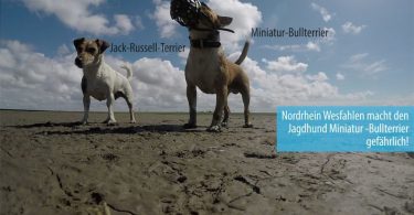 Miniatur Bullterrier neben Jack Russel Terrier am Strand