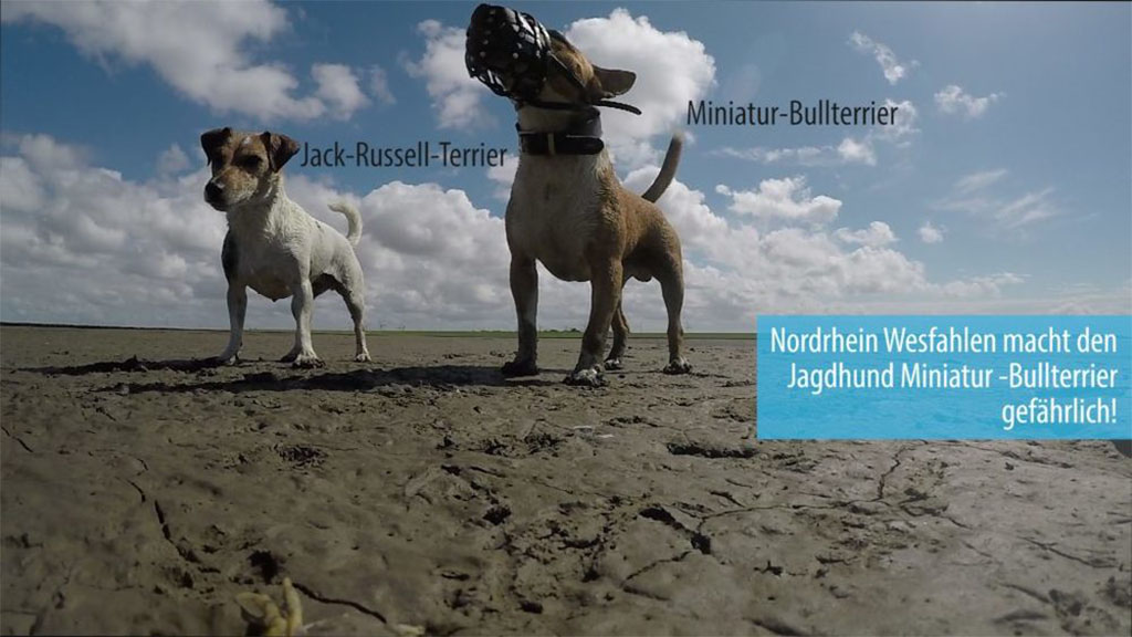Listenhund - NRW macht den Miniatur Bullterrier gefährlich!