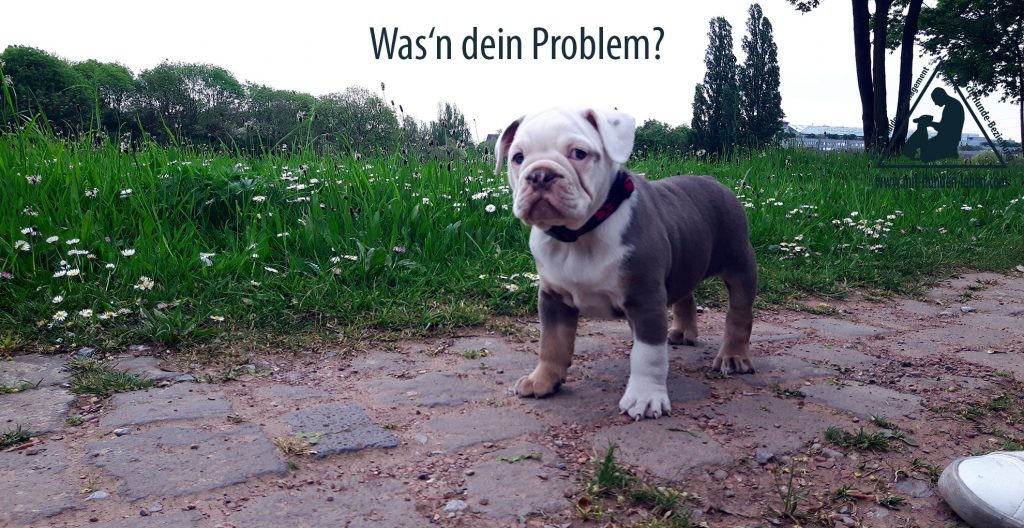 Old Englisch Bulldog Welpe steht und blickt provozierend in die Kamera