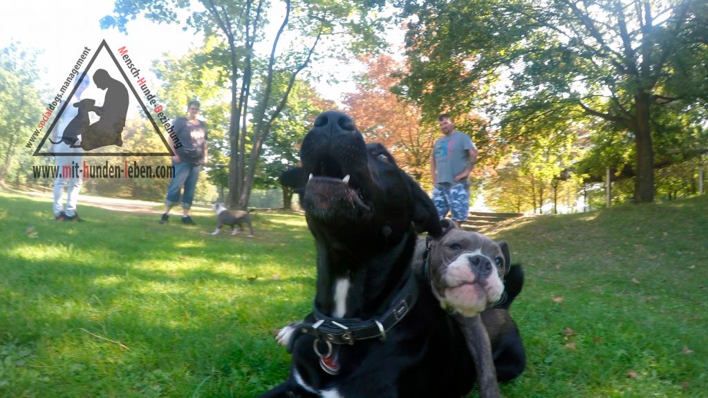 Old English Bulldog Welpe  hängt auf einem großen schwarzen Hund drauf, der geduldig alles über sich ergehen lässt. 