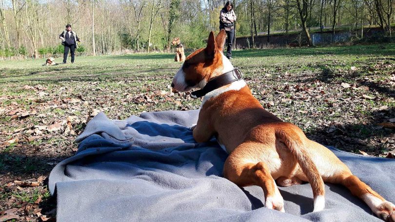 Miniaturbullterrier - Mit Hunden leben