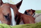 Bullterrier am schlafen - Mit Hunden leben