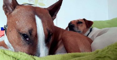 Bullterrier am schlafen - Mit Hunden leben